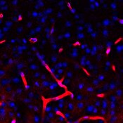 Immunofluorescent image of a mouse brain labeled with DSHB antibody Anti-AQP4 [BCN456.2.1B5] against Aquaporin-4 (red). Image Credit: BICCN. 